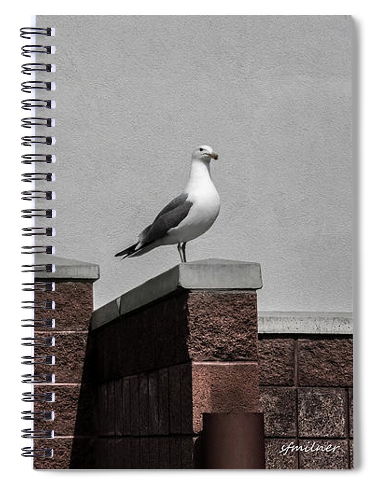 Seagulls Spiral Notebook featuring the photograph Standing Alone by Steven Milner