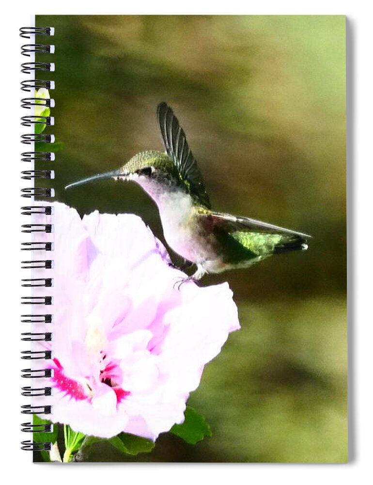 Hummingbird Spiral Notebook featuring the photograph Standing on the edge of a petal by Shawn M Greener