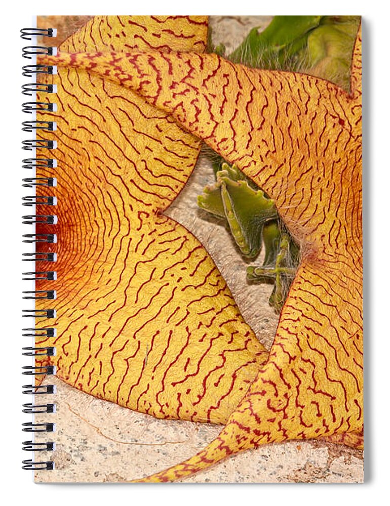 Flower Spiral Notebook featuring the photograph Star Cactus Flower by Deborah Benoit