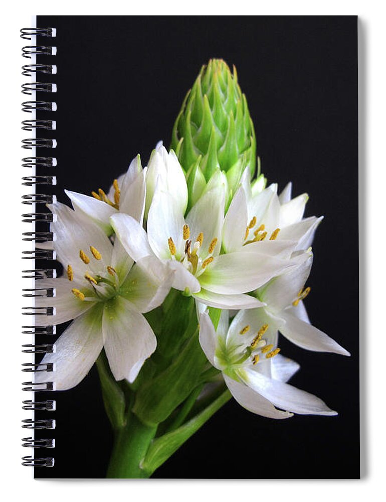 Wall Art Spiral Notebook featuring the photograph Star of Bethlehem by Kelly Holm