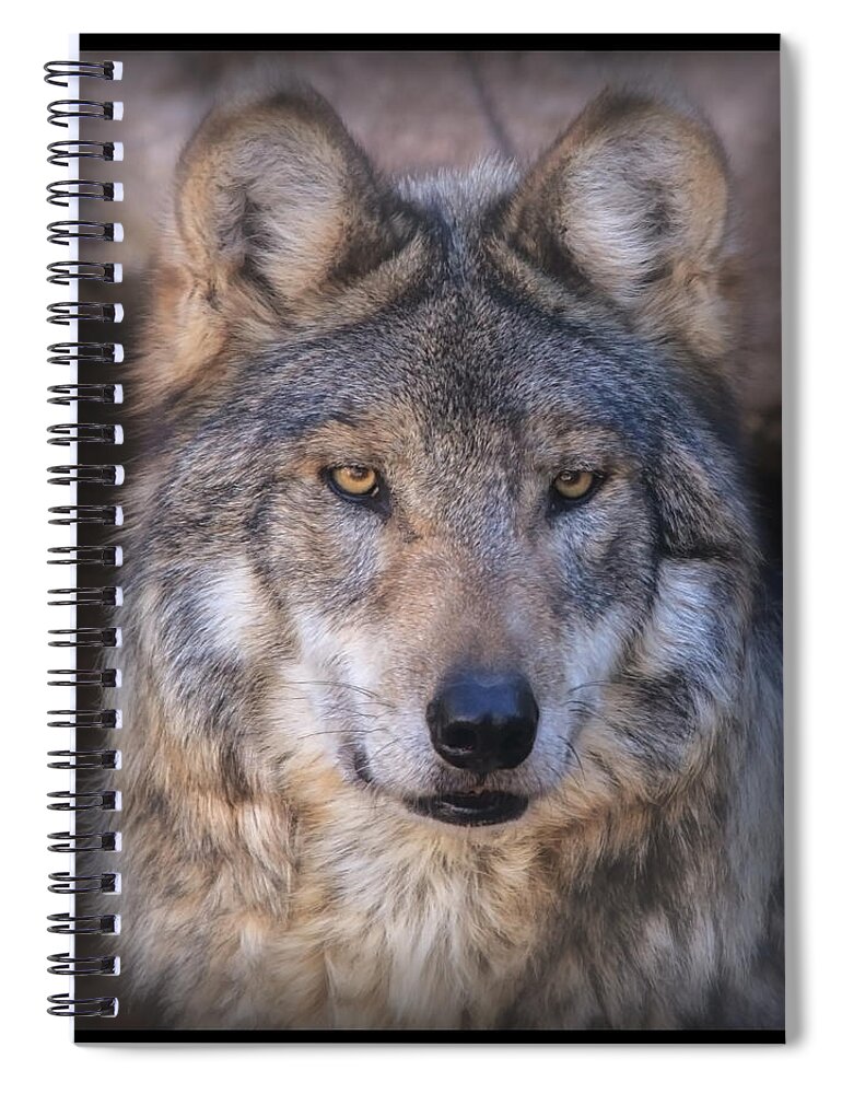 Wolf Spiral Notebook featuring the photograph Stare Down By Sancho by Elaine Malott