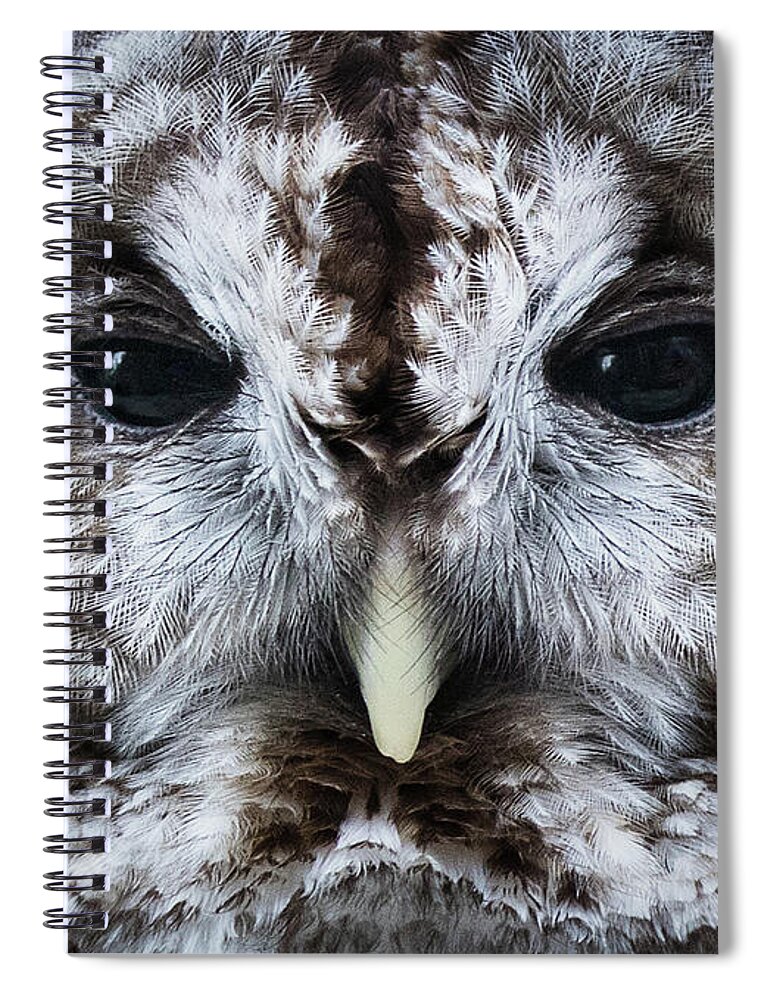 Bird Spiral Notebook featuring the photograph Staredown by Bruce Bonnett