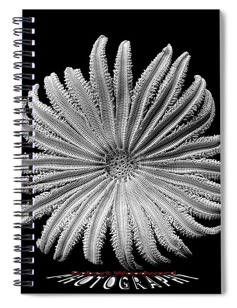 Starfish Spiral Notebook featuring the photograph Starfish Transparency by Robert Woodward