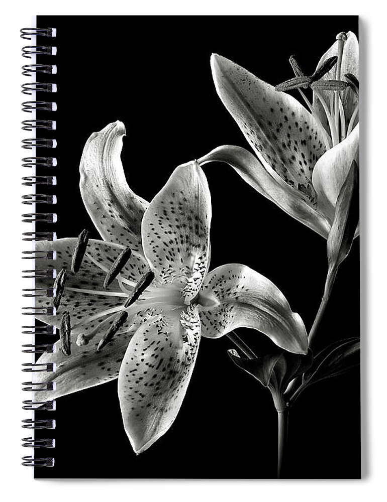 Flower Spiral Notebook featuring the photograph Stargazer Lily in Black and White by Endre Balogh