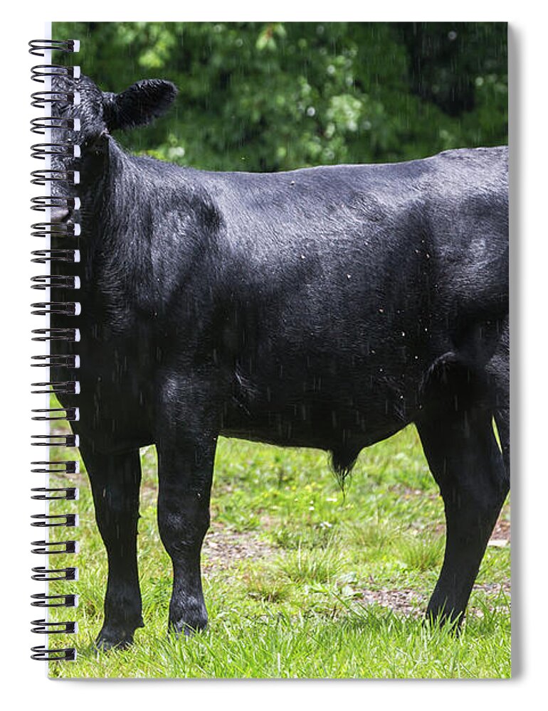 Steer Spiral Notebook featuring the photograph Staring Steer by D K Wall