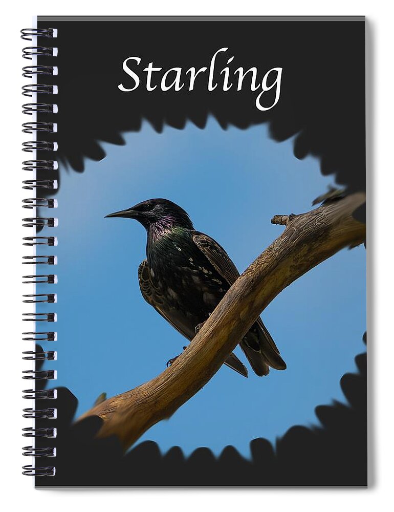 Starling Spiral Notebook featuring the photograph Starling  by Holden The Moment