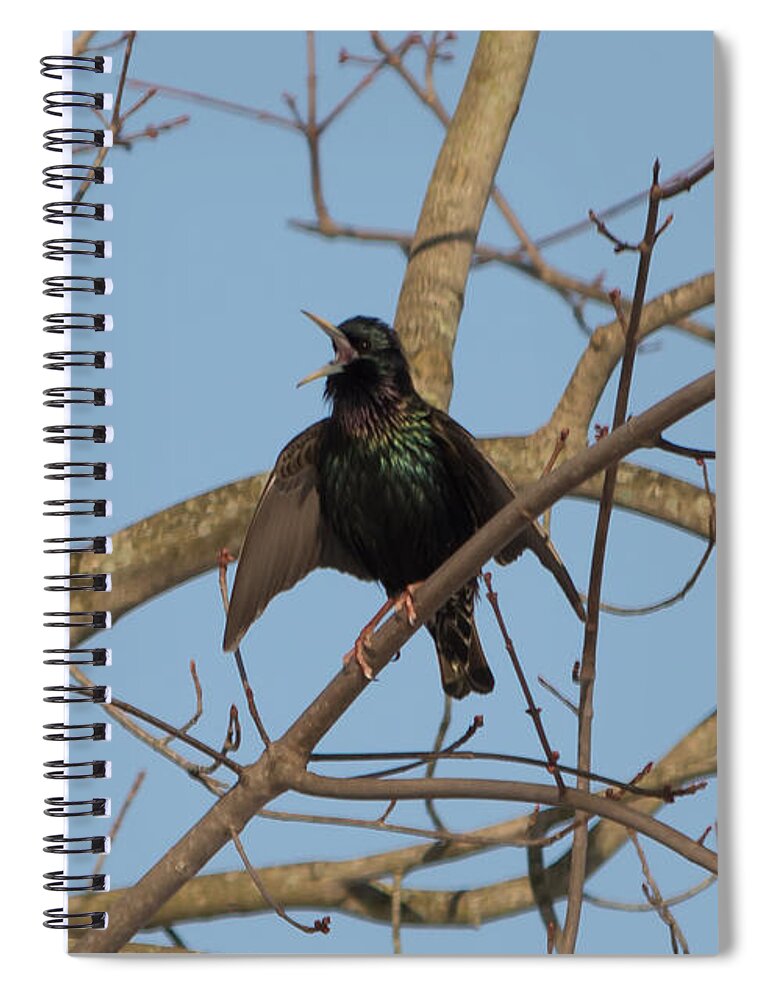 Starling Spiral Notebook featuring the photograph Starling Yelling by Holden The Moment