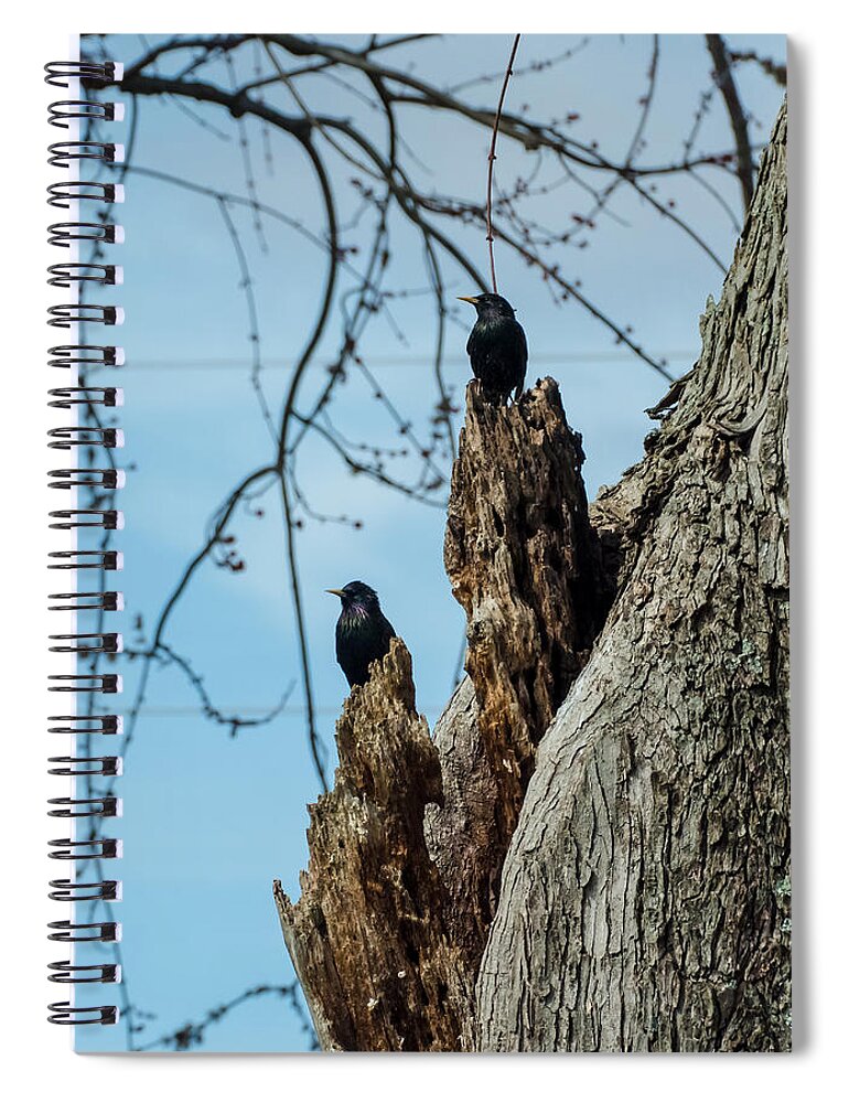 Jan Holden Spiral Notebook featuring the photograph Starlings Times Two by Holden The Moment