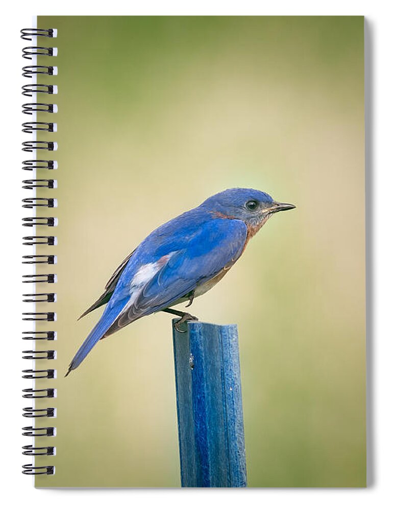 Animal Spiral Notebook featuring the photograph Stealthy Bluebird by Robert Frederick