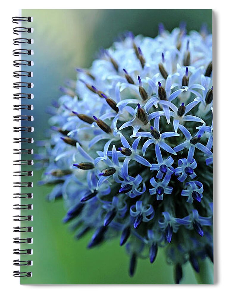 Steel Blue Giant Globe Thistle Spiral Notebook For Sale By Debbie Oppermann