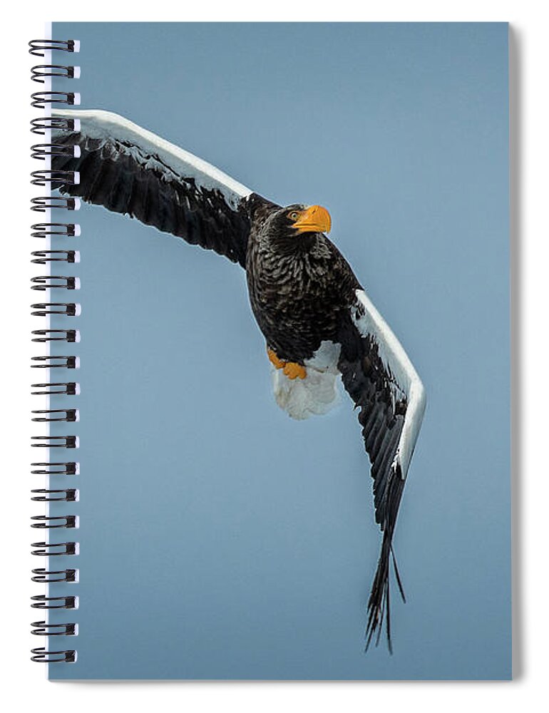Stellar Spiral Notebook featuring the photograph Stellar Sea Eagle banks in for a landing by Steven Upton