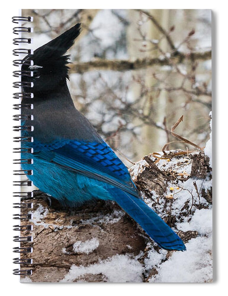 Steller's Jay Spiral Notebook featuring the photograph Steller's Jay in Winter by Mindy Musick King