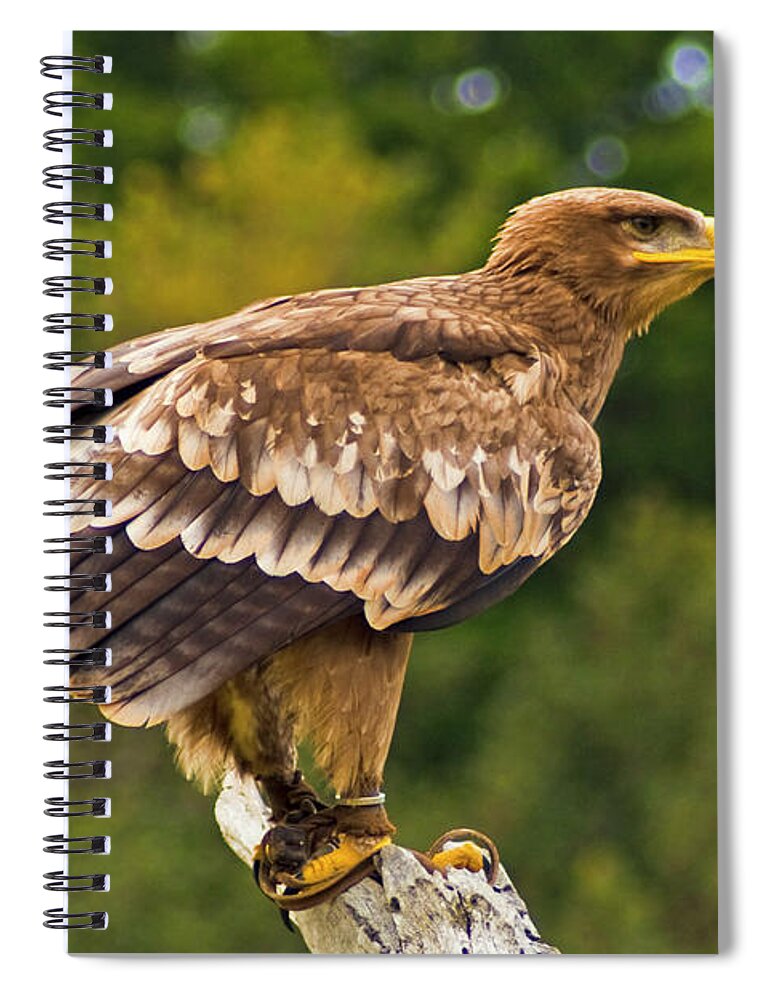 Steppe Eagle Spiral Notebook featuring the photograph Steppe Eagle by Bill Barber