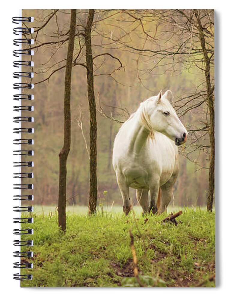 Missouri Wild Horses Spiral Notebook featuring the photograph Stepping into the Wild by Holly Ross