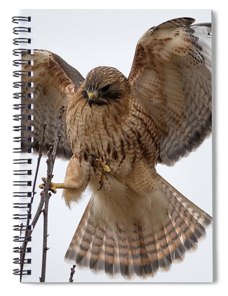 Westboylston Ma Mass Massachusetts Brian Hale Brianhalephoto Newengland New England Nicitating Membrane Blink Blinking Eye Eyelide Portrait Closeup Close Up Redtail Red-tail Red-shoulder Redshouldered Shouldered Red Tail Shoulder Hybrid Hawk Rare Landing Sticks Stick Tree Branches Branch Land Spiral Notebook featuring the photograph STICK the landing by Brian Hale