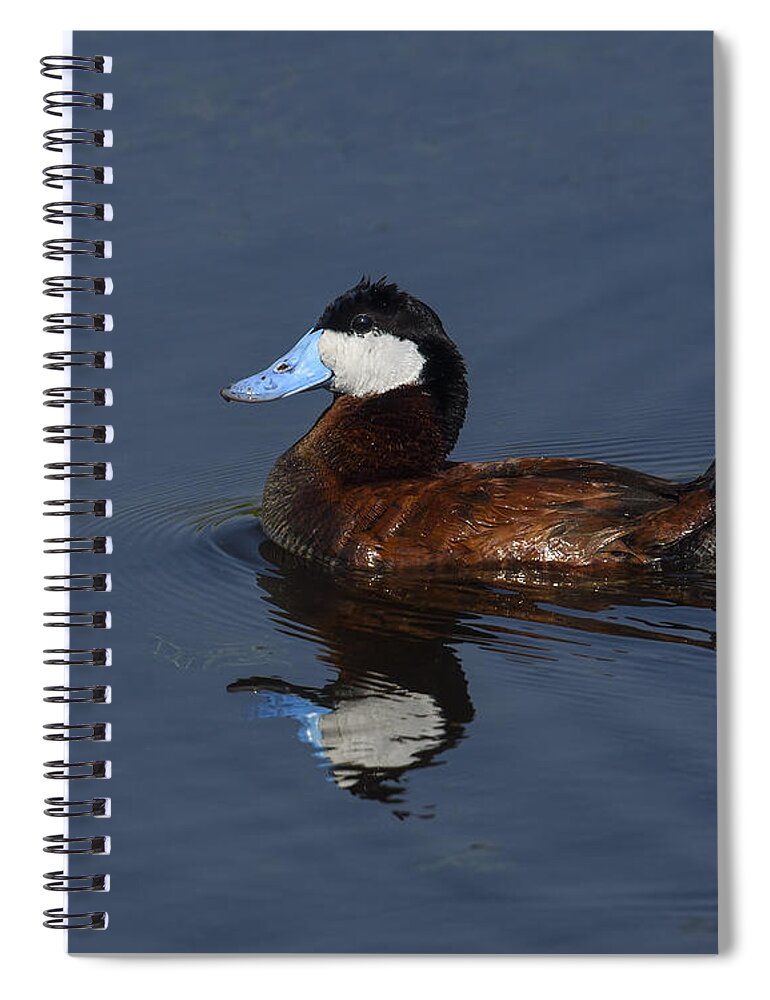 Ruddy Duck Spiral Notebook featuring the photograph Stiff Tail by Tony Beck