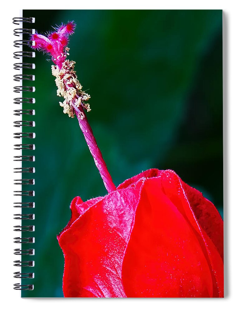 Stigma And Style Spiral Notebook featuring the photograph Stigma and Style by Gary Holmes
