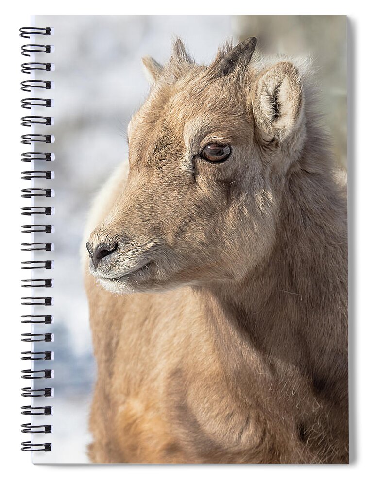 Big-horn Sheep Spiral Notebook featuring the photograph Still Just A Baby by Yeates Photography