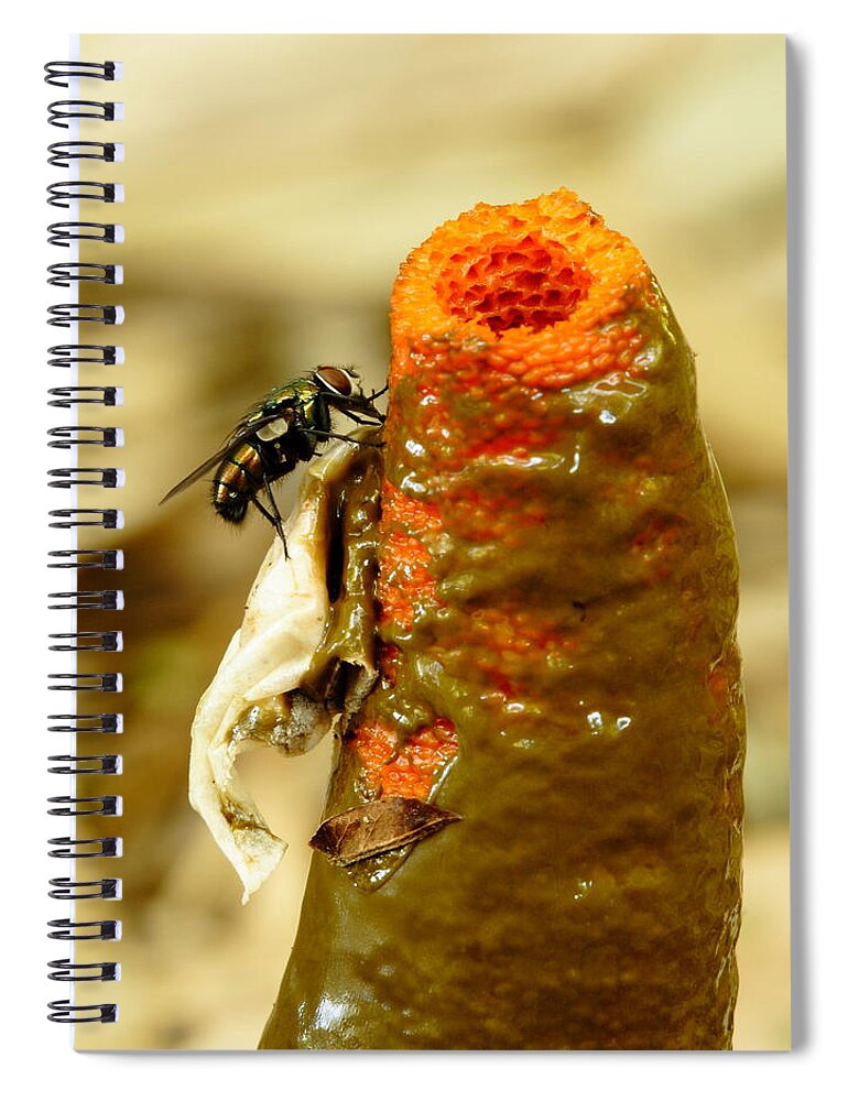 Mutinus Elegans Spiral Notebook featuring the photograph Tip Of Stinkhorn Mushroom With Fly by Daniel Reed