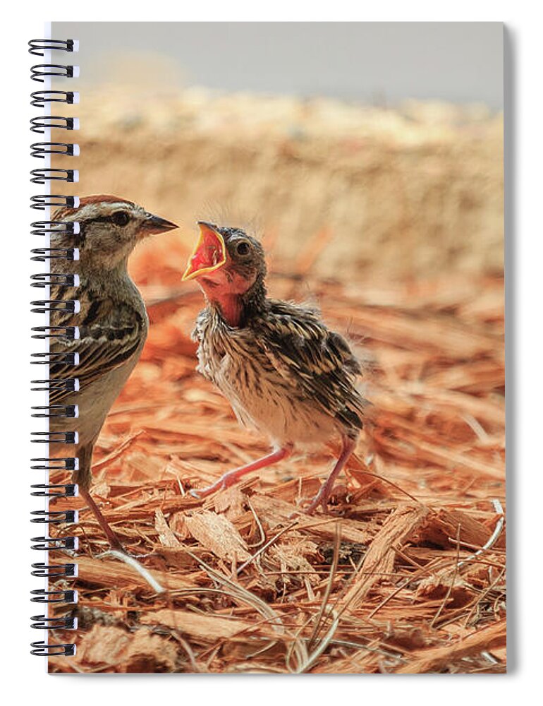 Chipping Sparrow Spiral Notebook featuring the photograph Story of the Baby Chipping Sparrow 8 of 10 by Joni Eskridge