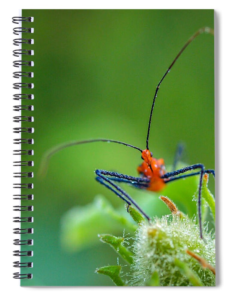 Bug Spiral Notebook featuring the photograph Straight in the Eye Look by Tom Claud