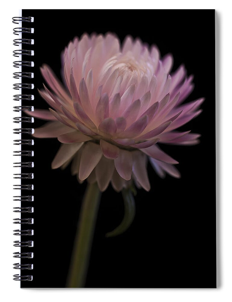 Straw Flower Spiral Notebook featuring the photograph Straw Flower by Sandra Foster