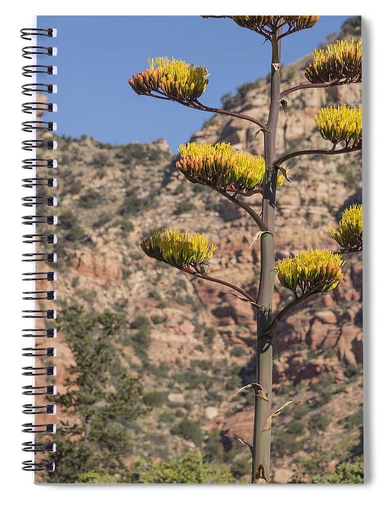 Century Plant Spiral Notebook featuring the photograph Stretching Tall by Laura Pratt