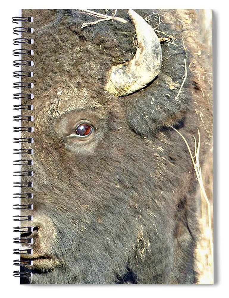 Bison Spiral Notebook featuring the photograph Strike a Pose by 'REA' Gallery