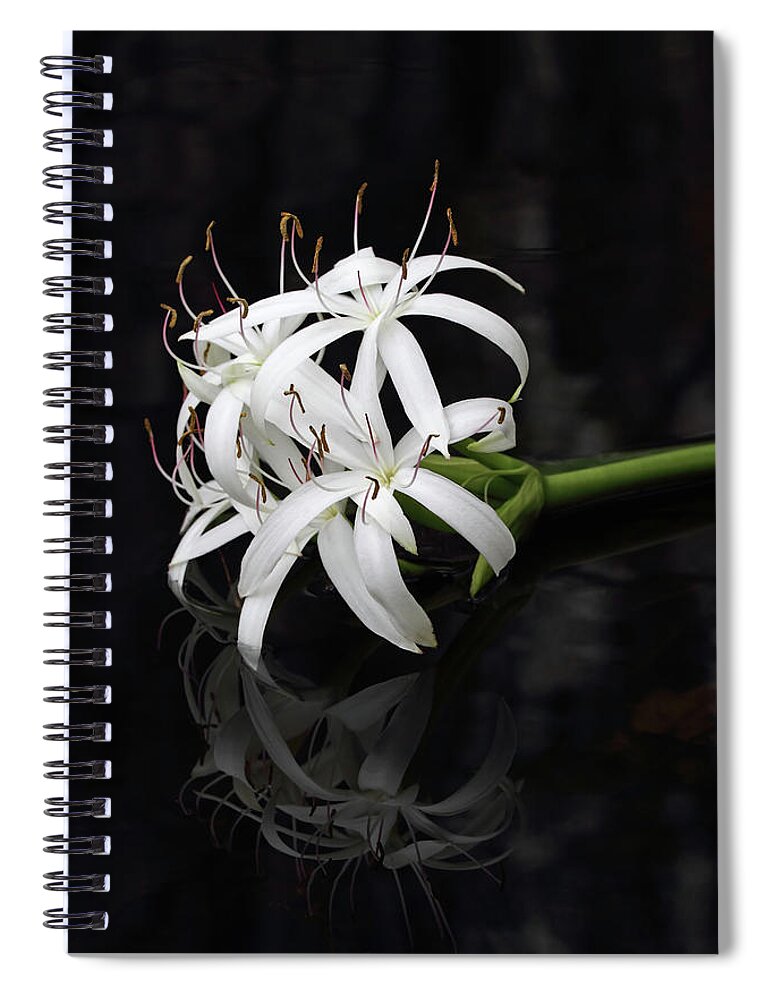 Wildflower Spiral Notebook featuring the photograph String Lily #1 by Paul Rebmann
