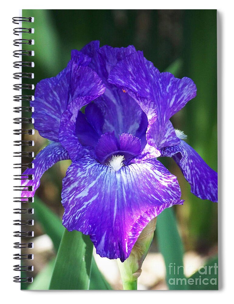 Flowers Spiral Notebook featuring the photograph Striped Blue Iris by Kathy McClure