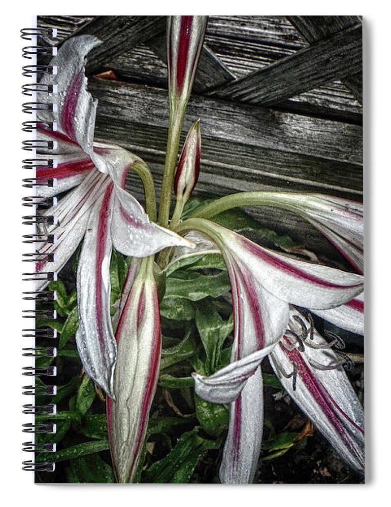 Lilies Spiral Notebook featuring the photograph Striped Lilies by Judy Hall-Folde