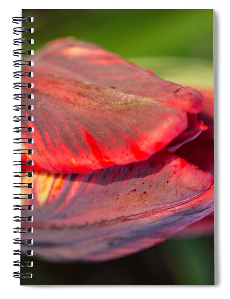 Iris Holzer Richardson Spiral Notebook featuring the photograph Striped red Tulip by Iris Richardson