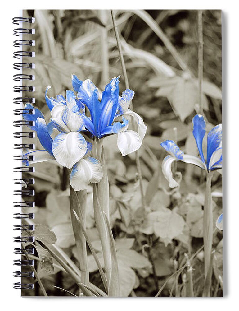 Irises In Blue Spiral Notebook featuring the photograph Study in Blue. Two. by Elena Perelman