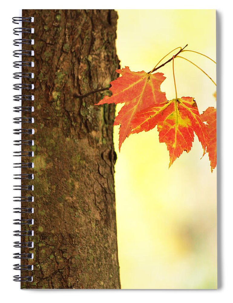 Dorothy Lee Photography Spiral Notebook featuring the photograph Subtle Autumn Color by Dorothy Lee