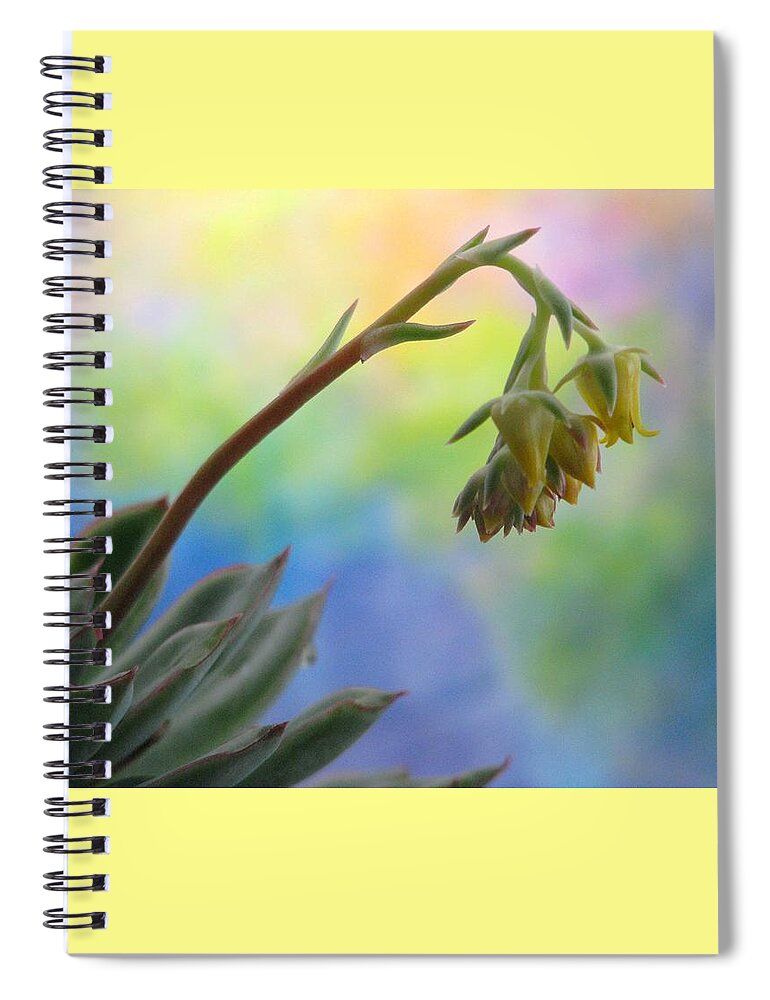 Succulent Spiral Notebook featuring the photograph Succulent At Dawn by Angela Davies
