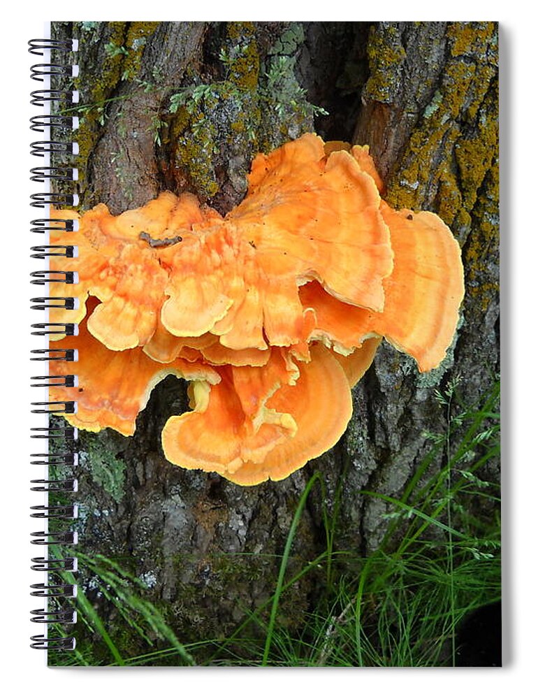 Fungus Spiral Notebook featuring the photograph Sulfur Shelf Fungus on a Tree by Kent Lorentzen