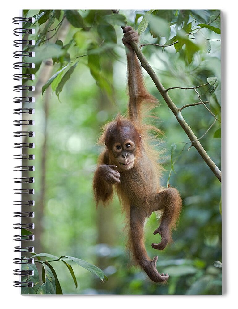 Mp Spiral Notebook featuring the photograph Sumatran Orangutan Pongo Abelii One by Suzi Eszterhas