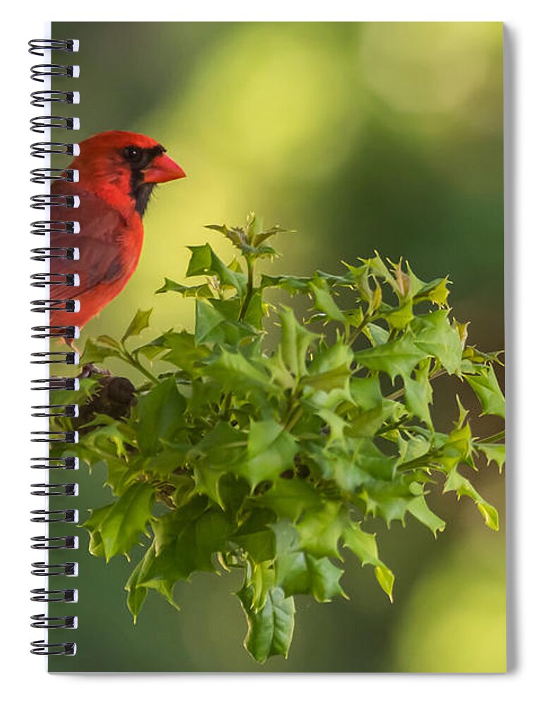 Terry Deluco Spiral Notebook featuring the photograph Summer Cardinal New Jersey by Terry DeLuco