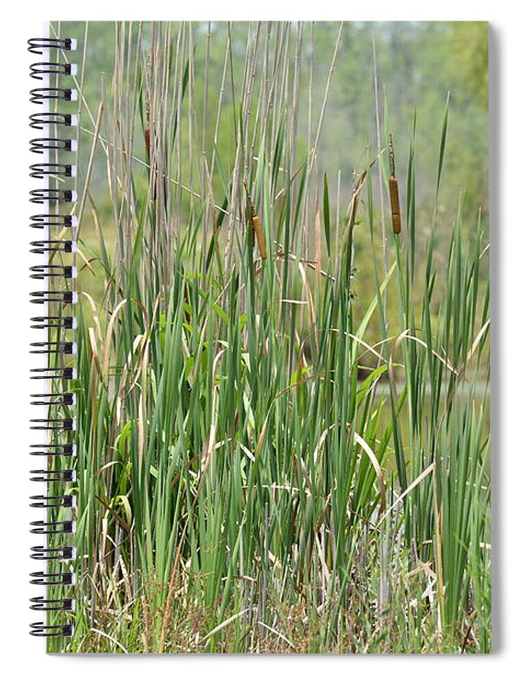 Summer Cattails Spiral Notebook featuring the photograph Summer Cattails by Maria Urso