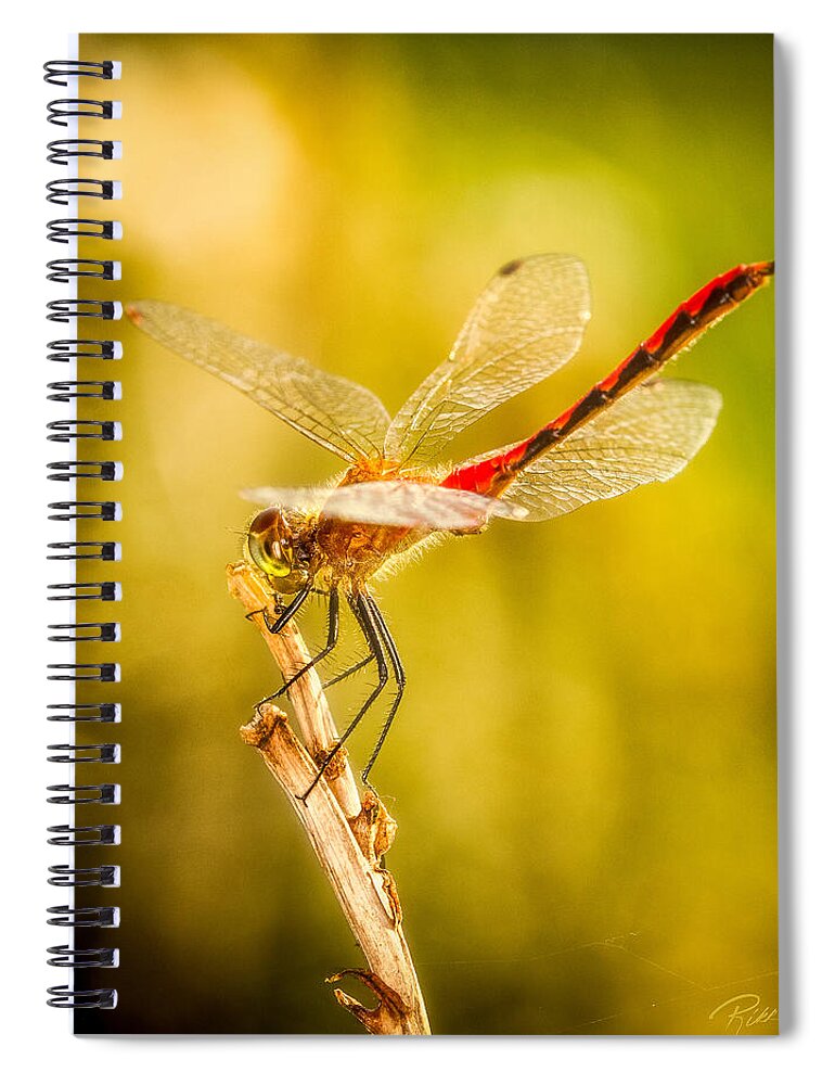 Animals Spiral Notebook featuring the photograph Summer Meadowhawk by Rikk Flohr