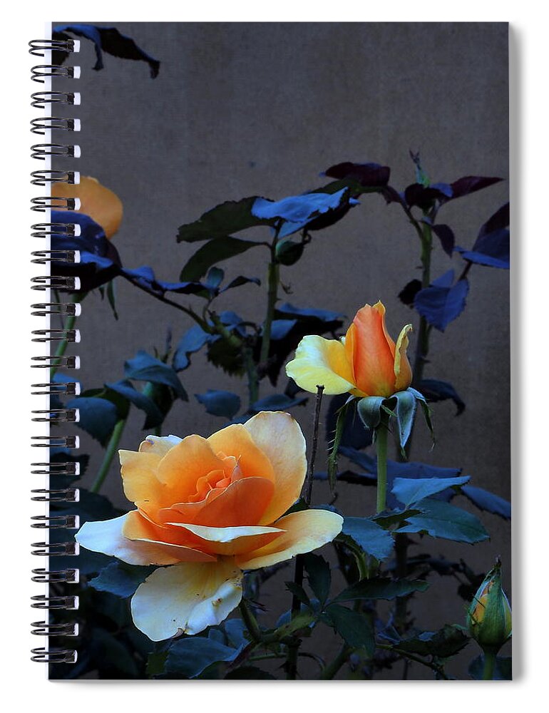 Landscape Spiral Notebook featuring the photograph Summer Morning Golden Rose by Richard Thomas