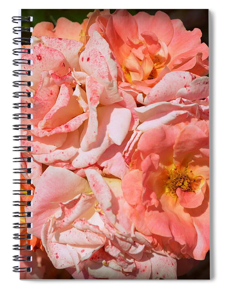 Flower Spiral Notebook featuring the photograph Summer Roses by Linda Covino