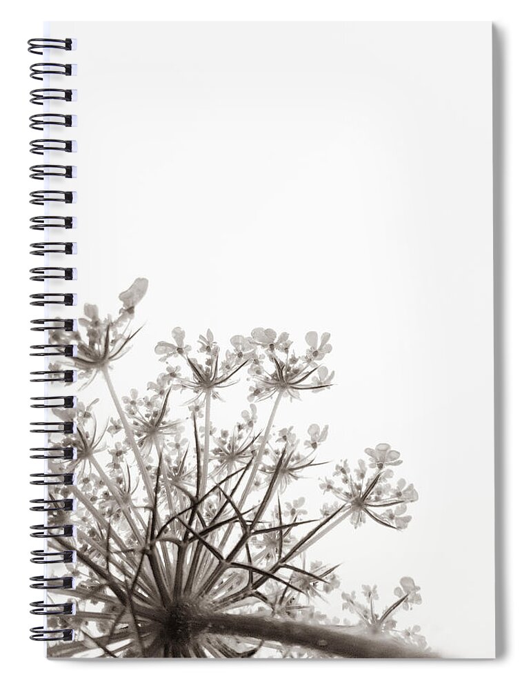 Queen Anne's Lace Spiral Notebook featuring the photograph Summer Snow II by Holly Ross