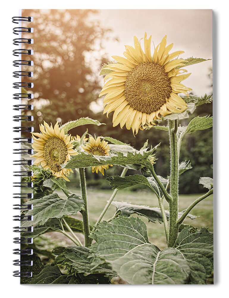 Sunflowers Spiral Notebook featuring the photograph Summer Sun by Heather Applegate