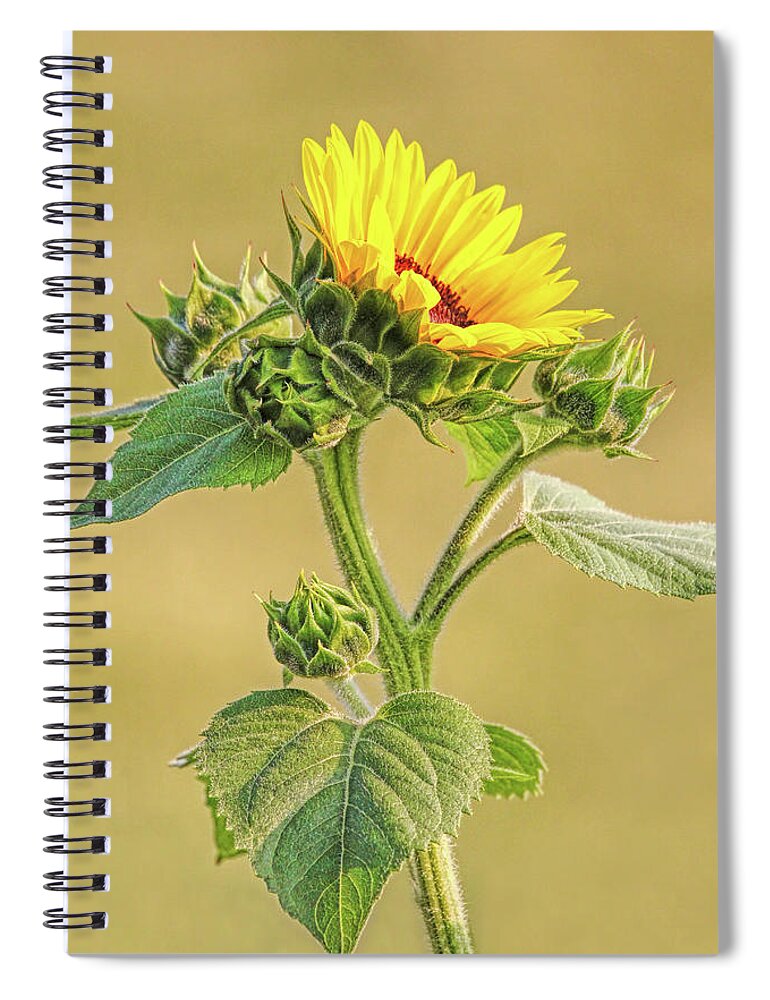 Sunflower Spiral Notebook featuring the photograph Summer Sunflower Floral by Jennie Marie Schell