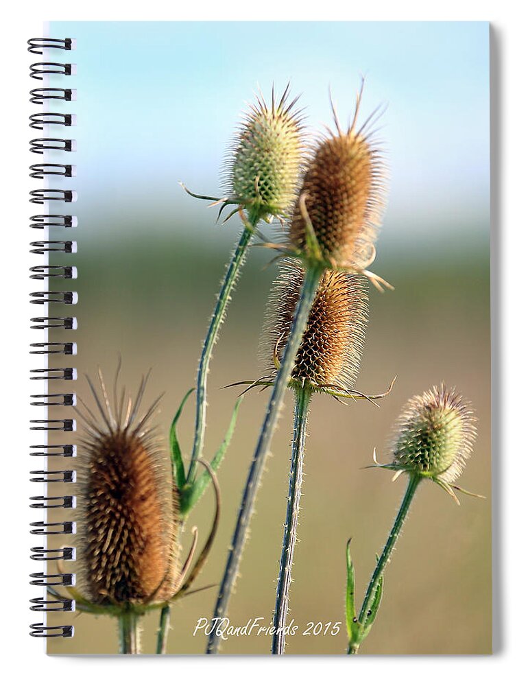 Summer Thistle Spiral Notebook featuring the photograph Summer Thistle by PJQandFriends Photography