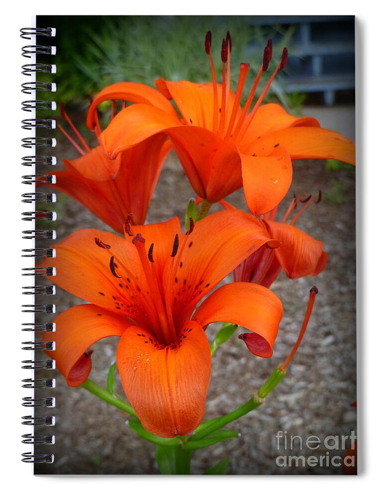 Lily Spiral Notebook featuring the photograph Summertime Lovers by Lingfai Leung