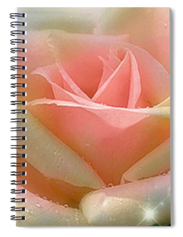 A Beautiful Pale Pink Rose With Cream Tips In The Sunlight. Spiral Notebook featuring the pyrography Sun Blush by Morag Bates