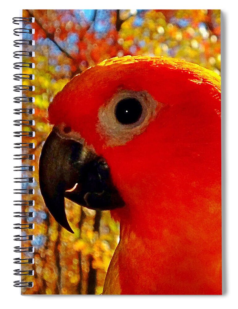 “sun Conure “ Spiral Notebook featuring the photograph Sun Conure by Gini Moore