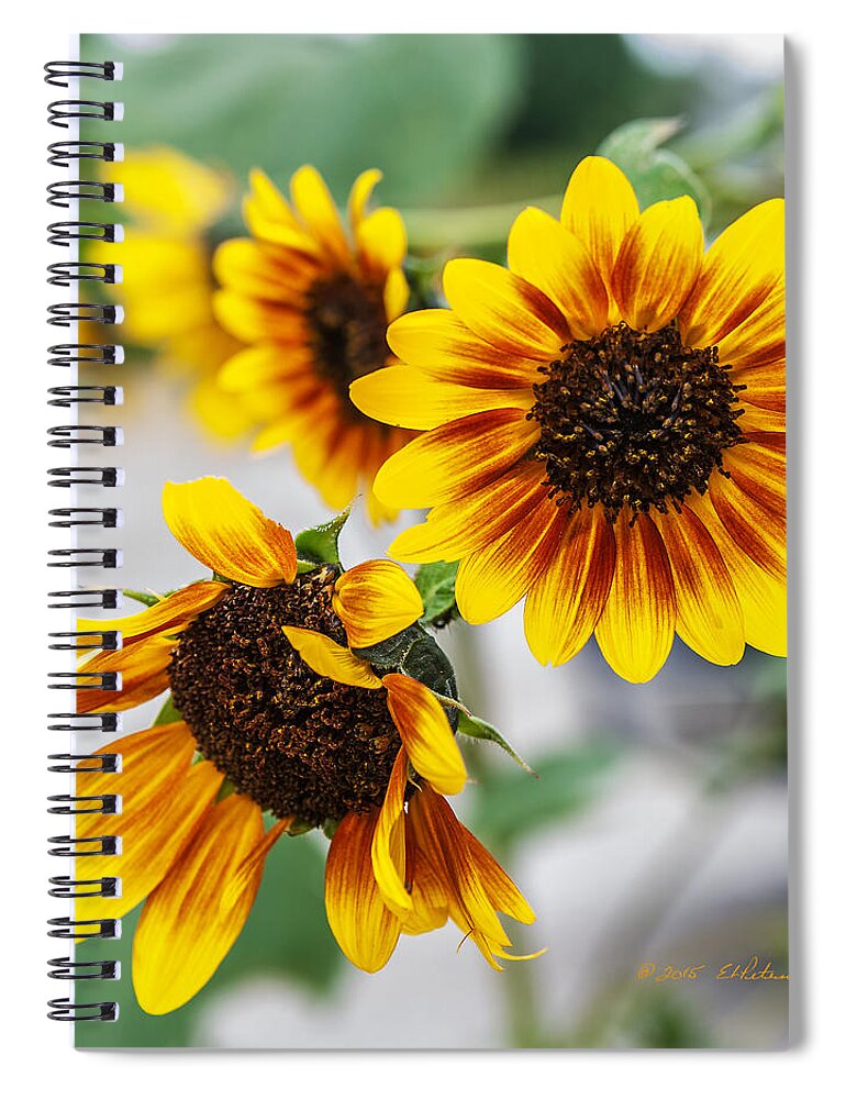 Heron Heaven Spiral Notebook featuring the photograph Sun Flowers In Bloom by Ed Peterson